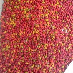 

Buah melinjo 1kg