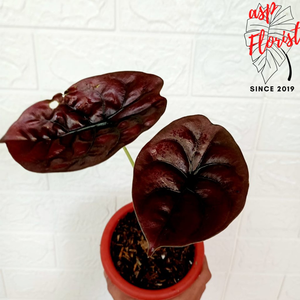 Alocasia Cuprea Red Secret