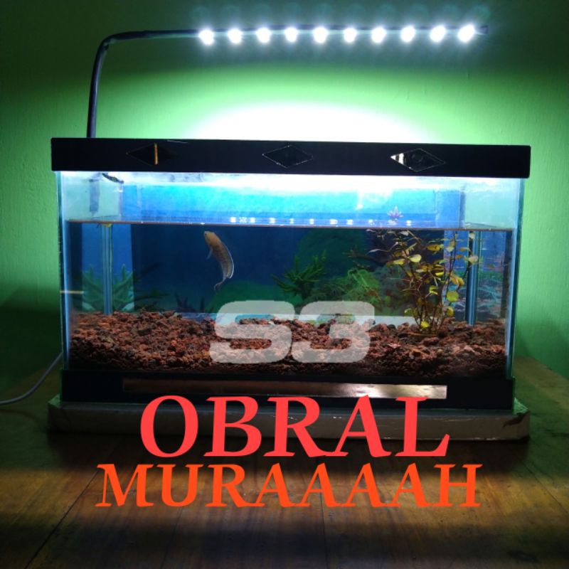 480 Koleksi Contoh Lampu Aquarium Gratis