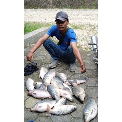 PROMO HEMAT Esen Essen Essence ikan super JM PREMIUM 30 ML Essen ikan mas nila lele bawal patin