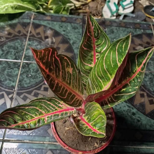 Aglonema red sumatra