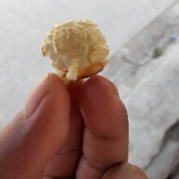 

Limit Edision JAGUNG POPCORN MUSHROOM JUMBO 1KG x21≦