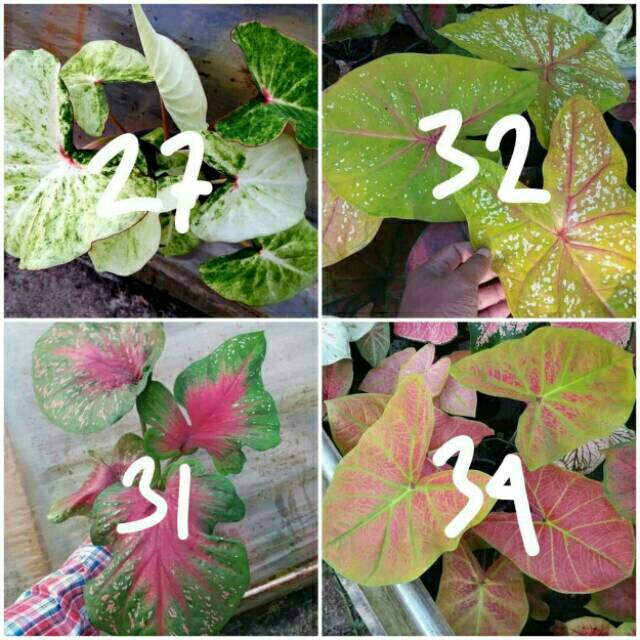 Pre Order Umbi Caladium Import Thailand Shopee Indonesia