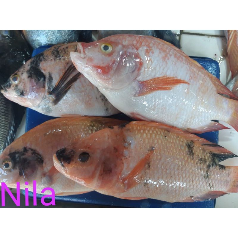 

IKAN NILA FRES/500GRM