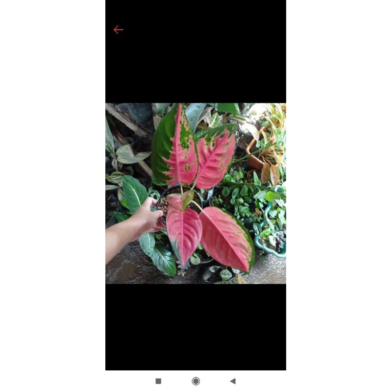 paket aglonema kochin merah dan kochin tembaga