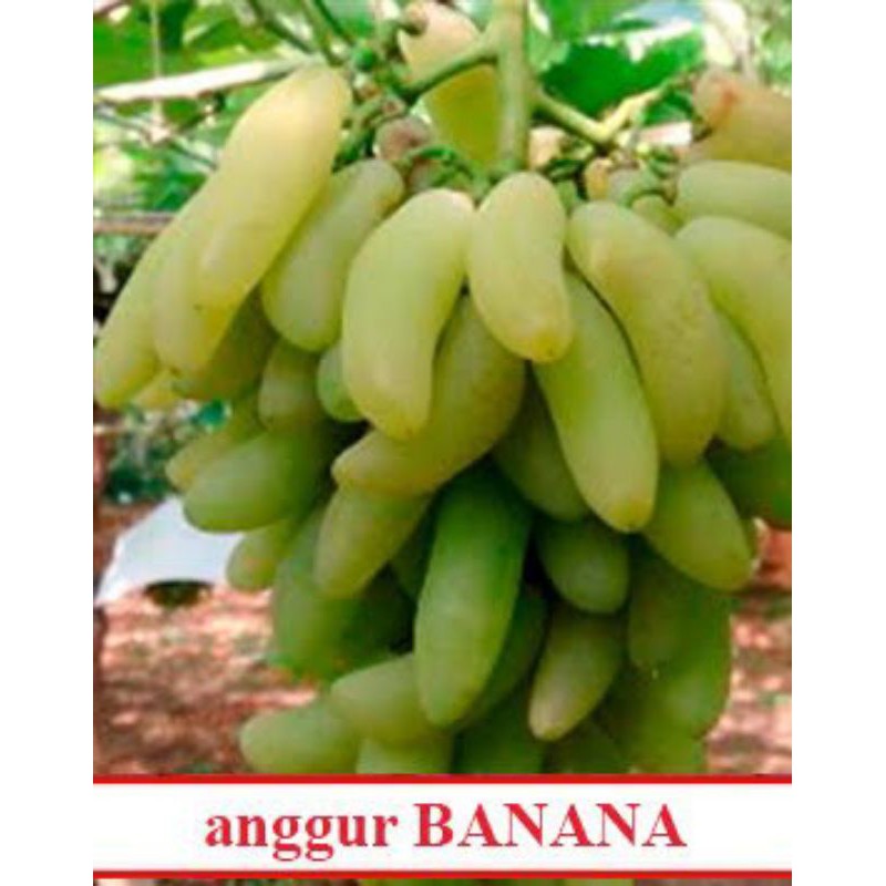 bibit anggur import banana
