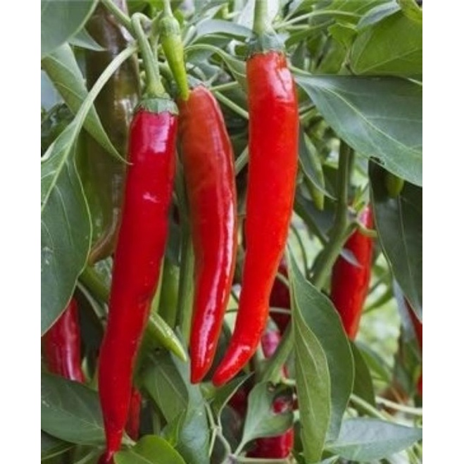 Benih Sayuran Cabai Merah Besar Cap Panah Merah