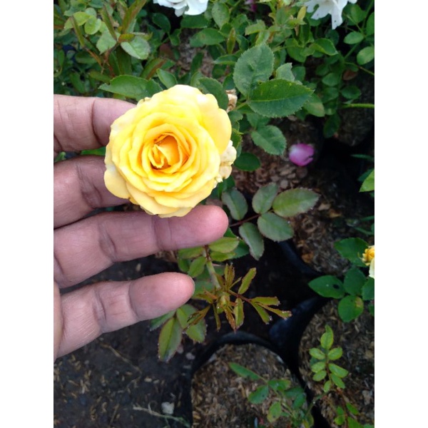 tanaman hias mawar floribunda kuning