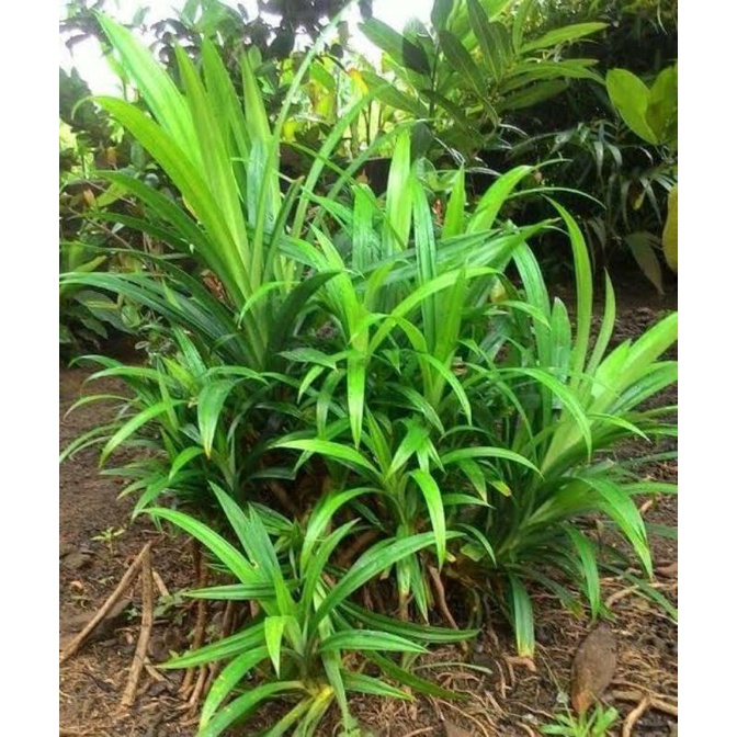 

Daun Pandan segar