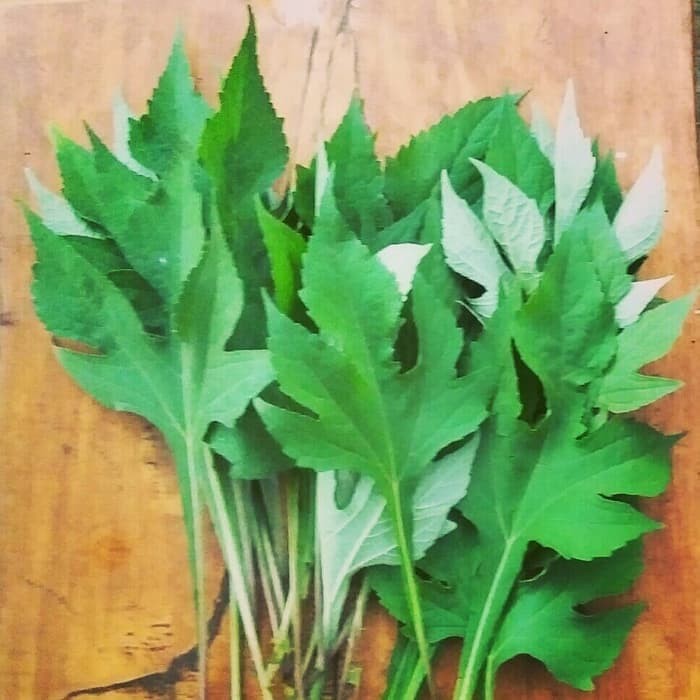 

Daun insulin segar 250 gram