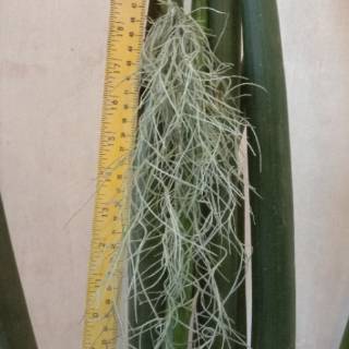 Tanaman hias rumbay tillandsia jenggot musa acir ekor kuda Tanaman hias rumbay tillandsia jenggot musa acir ekor kuda
