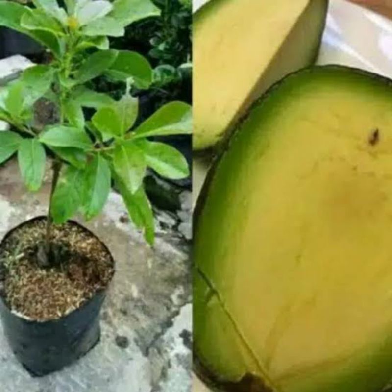 Jual Bibit Buah Alpukat Tanpa Biji Super Unggul Hasil Okulasi Cepat