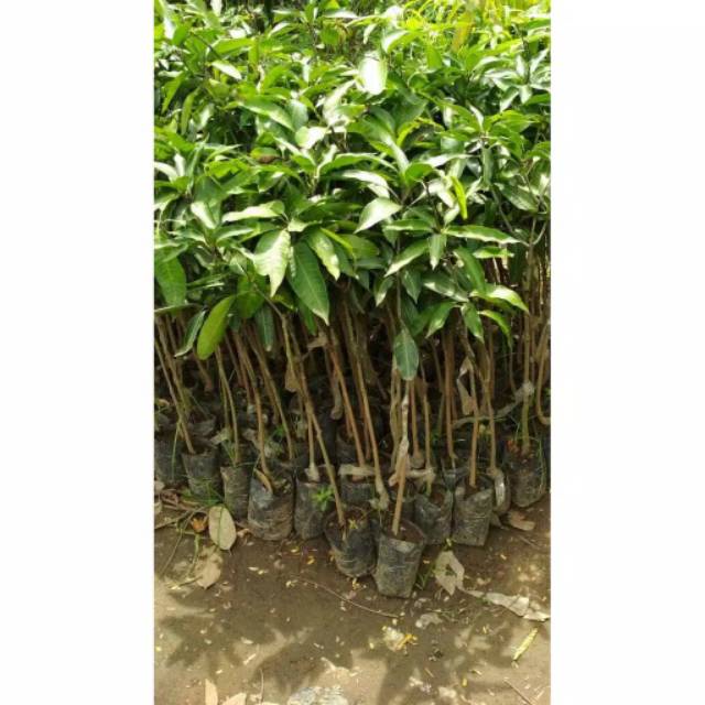 BIBIT MANGGA MAHATIR 1M ORIGINAL KUALITAS SUPER PALING DICARI