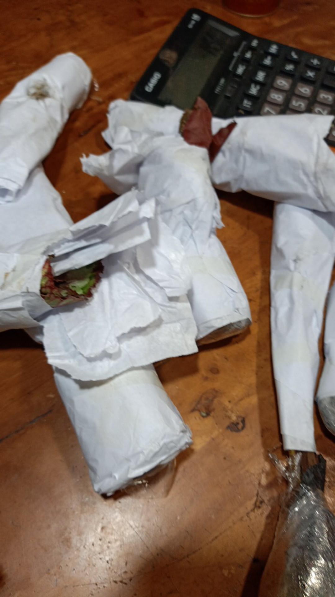 Tanaman Hias Bunga Begonia Polkadot