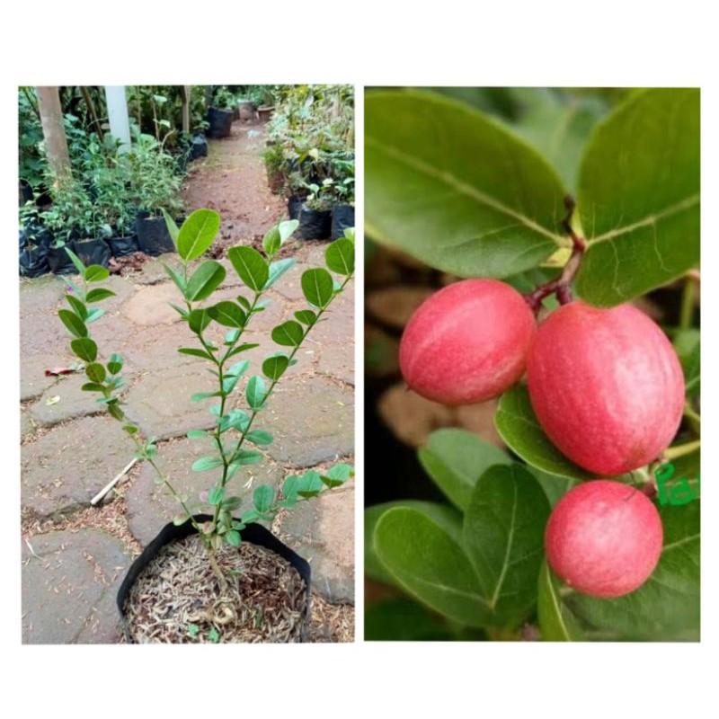 tanaman bibit buah karendang pohon langka