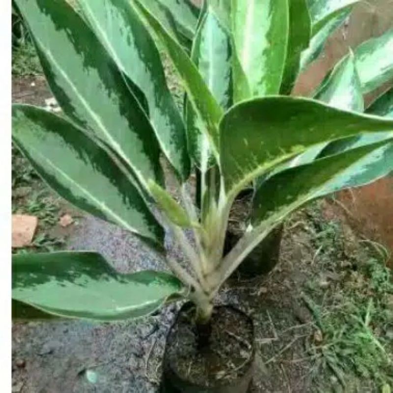 bunga sri rejeki/anglonema murah