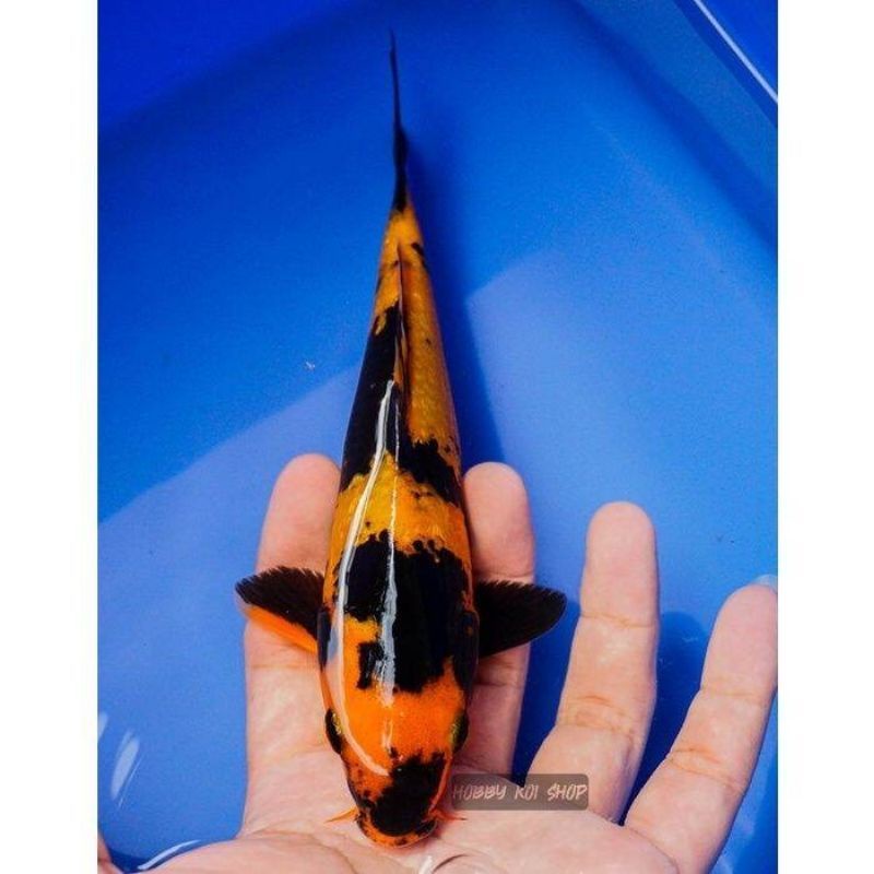 PAJANGAN AQUARIUM - Koi Hi Utsuri size 20cm - koi Blitar