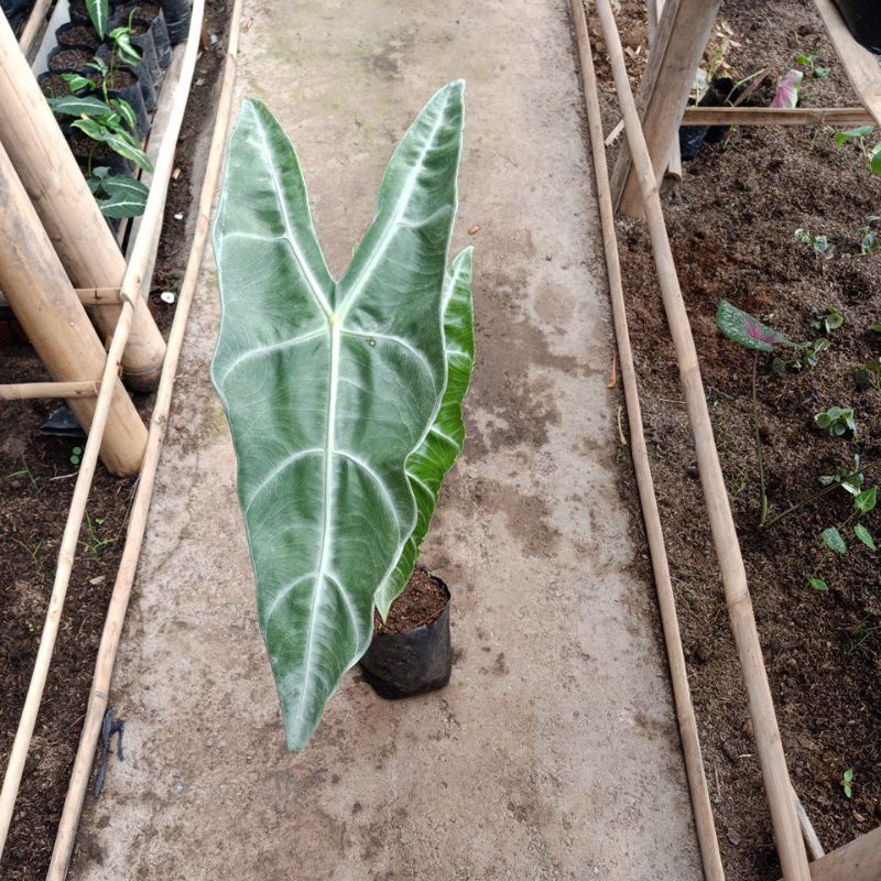 Alocasia Longiloba
