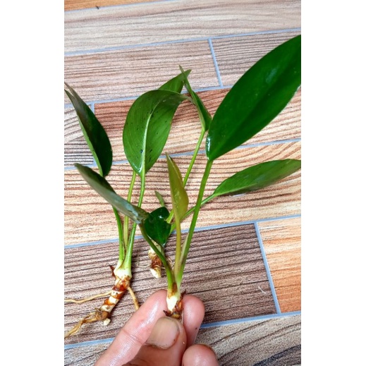 anubias afzelii aquascape