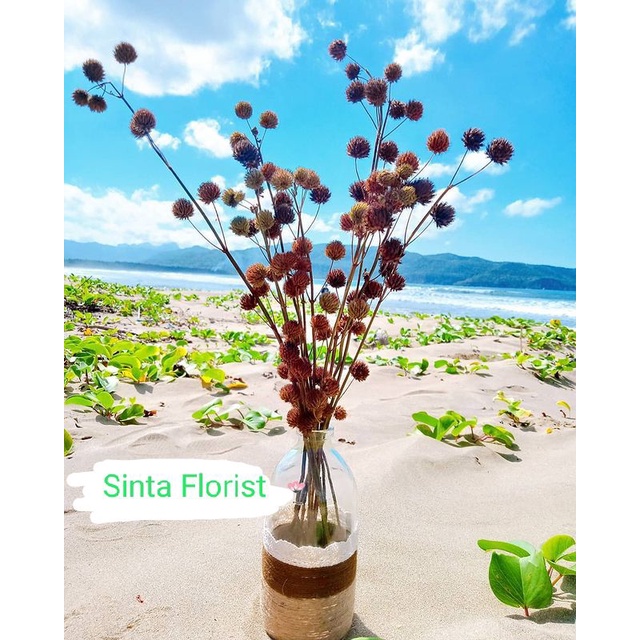 Rustic Bunga pom pom kering Bunga kering