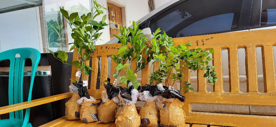 Bibit Buah Jeruk Mandarin Super Hasil Okulasi