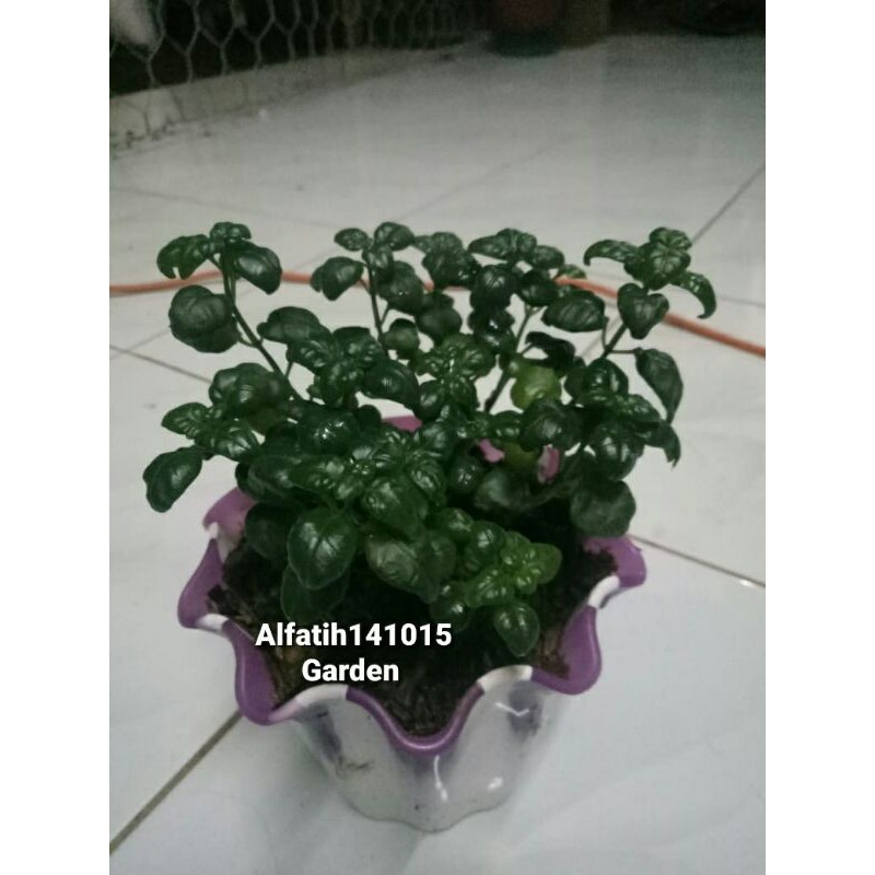 tanaman hias krokot curly hijau-Krokot Curly Hijau-krokot carly hijau PROMO TERMURAH-KROKOT CURLY