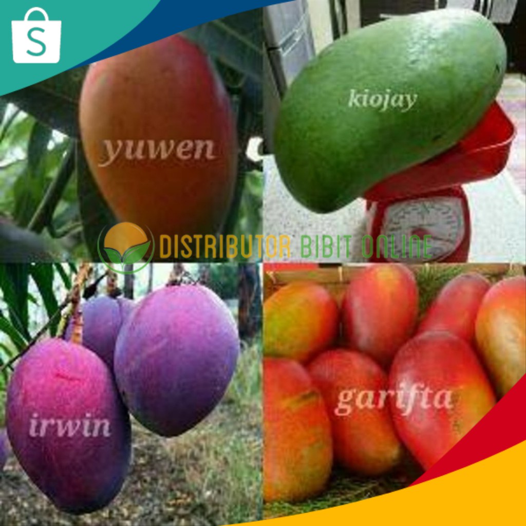Paket 4 Bibit Mangga super ( kiojay yuwen irwin garifta merah )