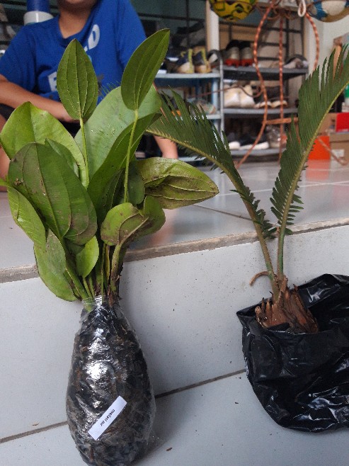 Tanaman Hias Melati Air