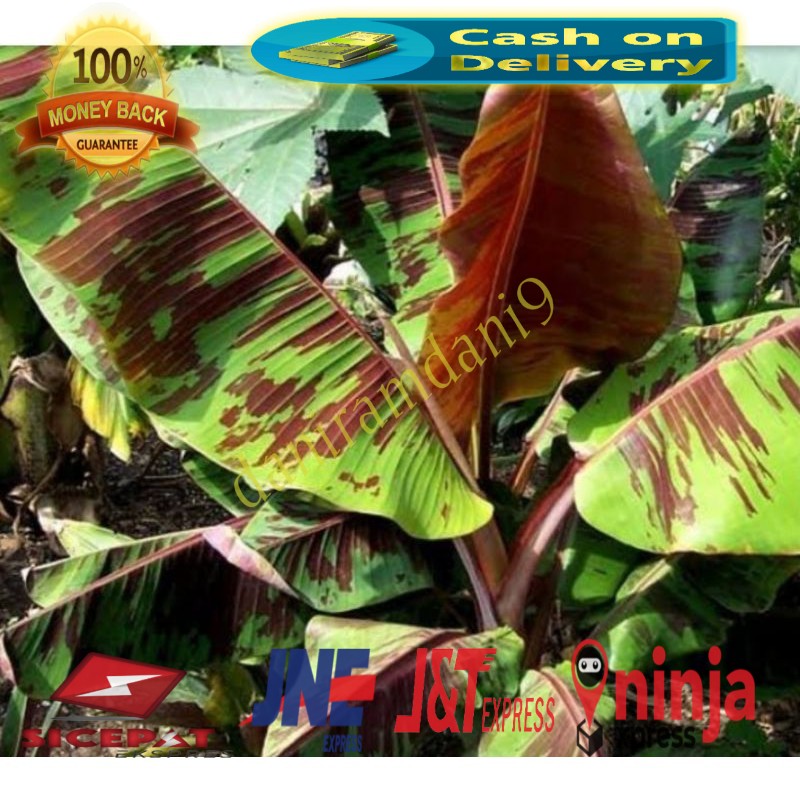 tanaman hias pisang varigata red bibit pisang corak merah