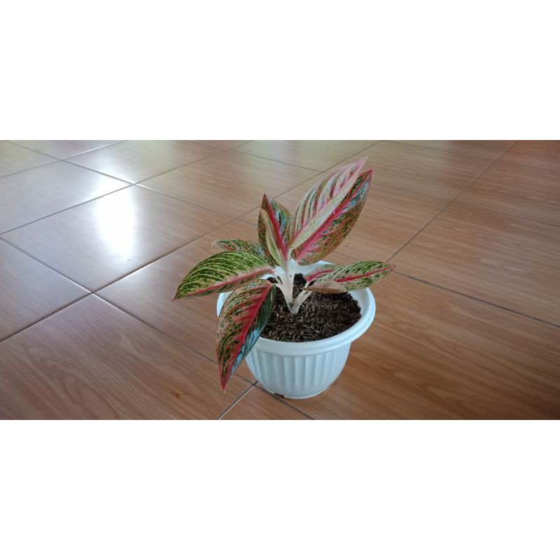 Aglonema Red Legacy