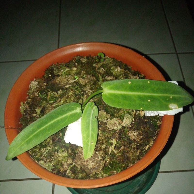 Tanaman Hias Lidah Gajah/ Warok