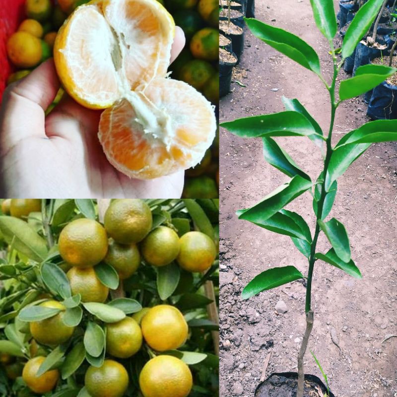 Tanaman Buah Jeruk Siam Madu Super Sudah Okulasi