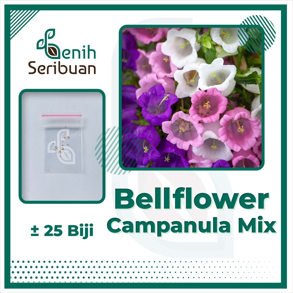 BS-BYL Bibit Bunga Benih Tanaman Bunga Hias Matahari Mawar Aster Vinca Krisan Telang Sunflower Krokot Lavender Marigold Zinnia-BELLFLOWER CAMPANULA