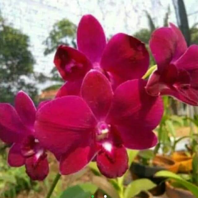 DendroBium Charak Red Dewasa / Spike