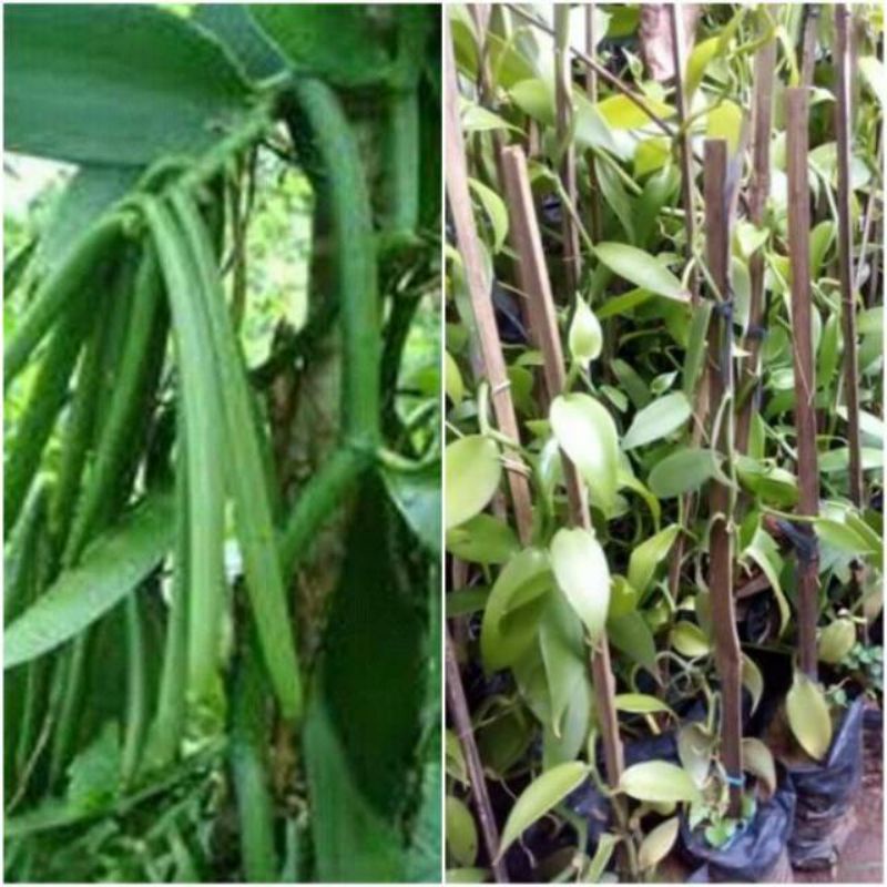 Bibit vanili vania 1 2 stek vanilla  panjang 50cm kualitas super