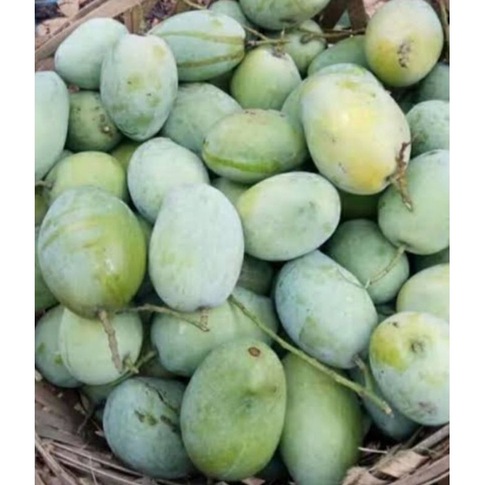 

mangga indramayu 1kg