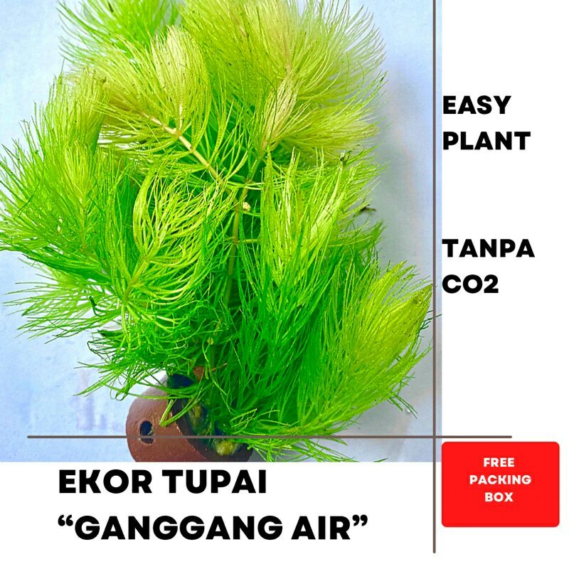 ganggang / ekor tupai