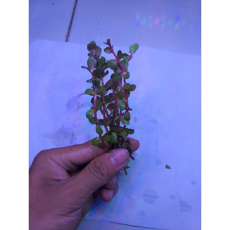 rotala bloodred