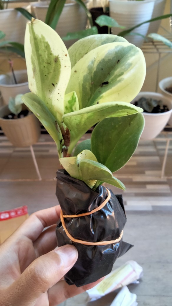 Tanaman Hias Peperomia Varigata