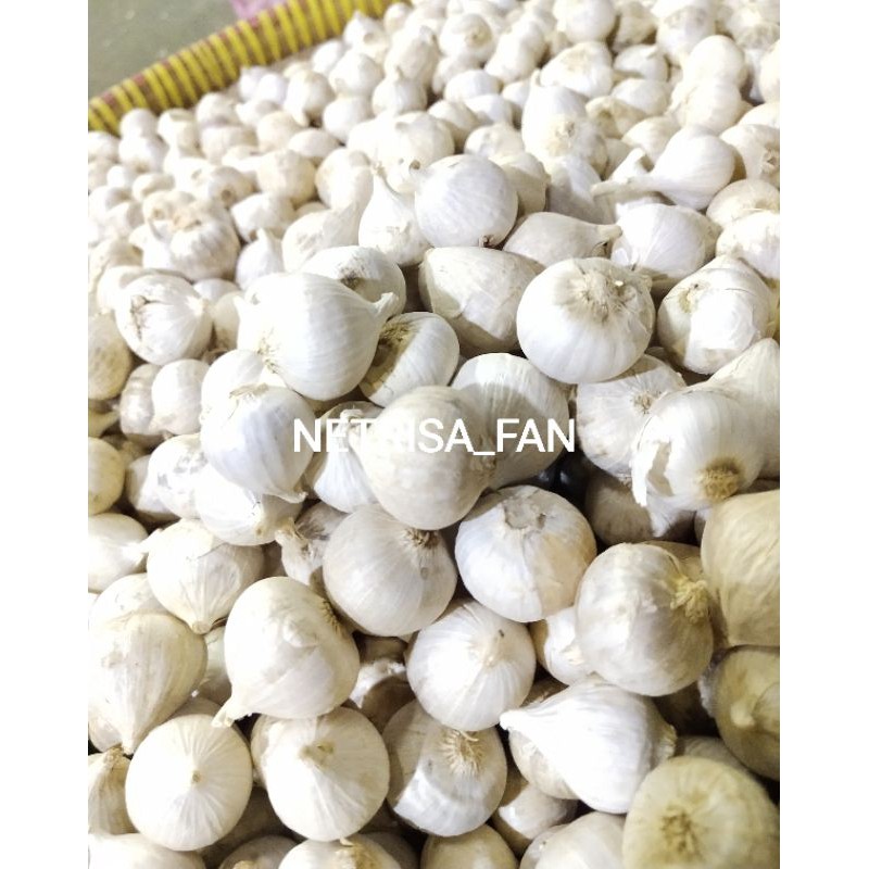 

Bawang Putih Tunggal Lanang Super 500 Gram