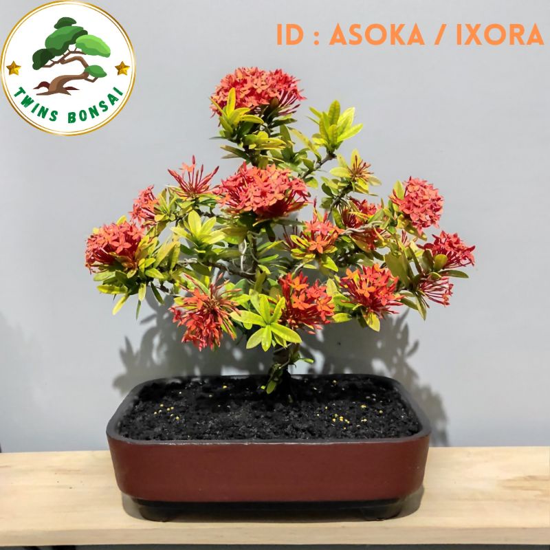 Bonsai Asoka