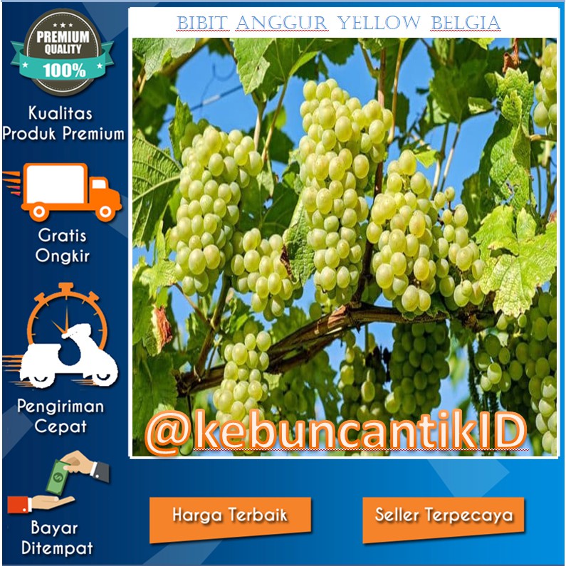 Bibit Tanaman Anggur Yellow Belgia Anggur Hijau Anggur Bibit Tanaman Anggur Yellow Belgia Anggur Hijau Anggur