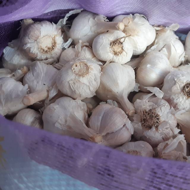 

Bawang putih kateng