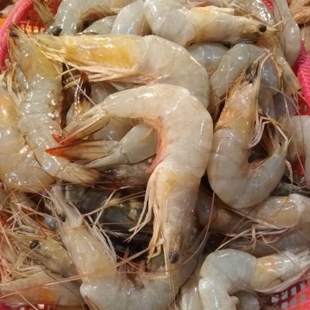 

Jual udang peci segar min 1kg