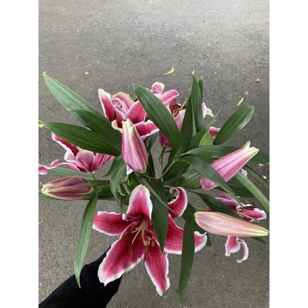 Bunga lily casablanca (pertangkai)