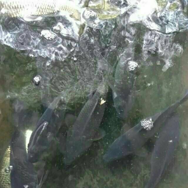 

Ikan mas segar 500 grm