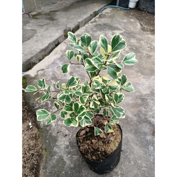dolar kupu kupu ficus trigularis ( varigata)