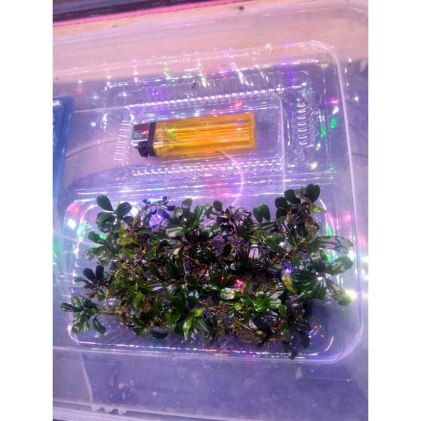 buce mini jenis phantom