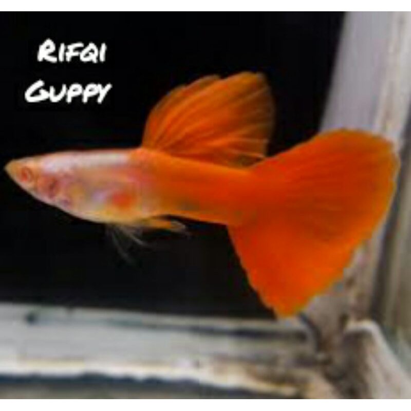 

Ikan Guppy Albino Platinum Half Red Ikan Hias