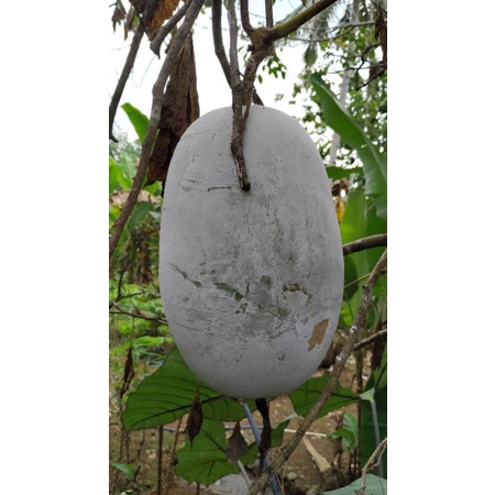 

Buah Beligo / Bligo / kundur Segar, Sehat, Berkualitas Langsung Petik | Per KG